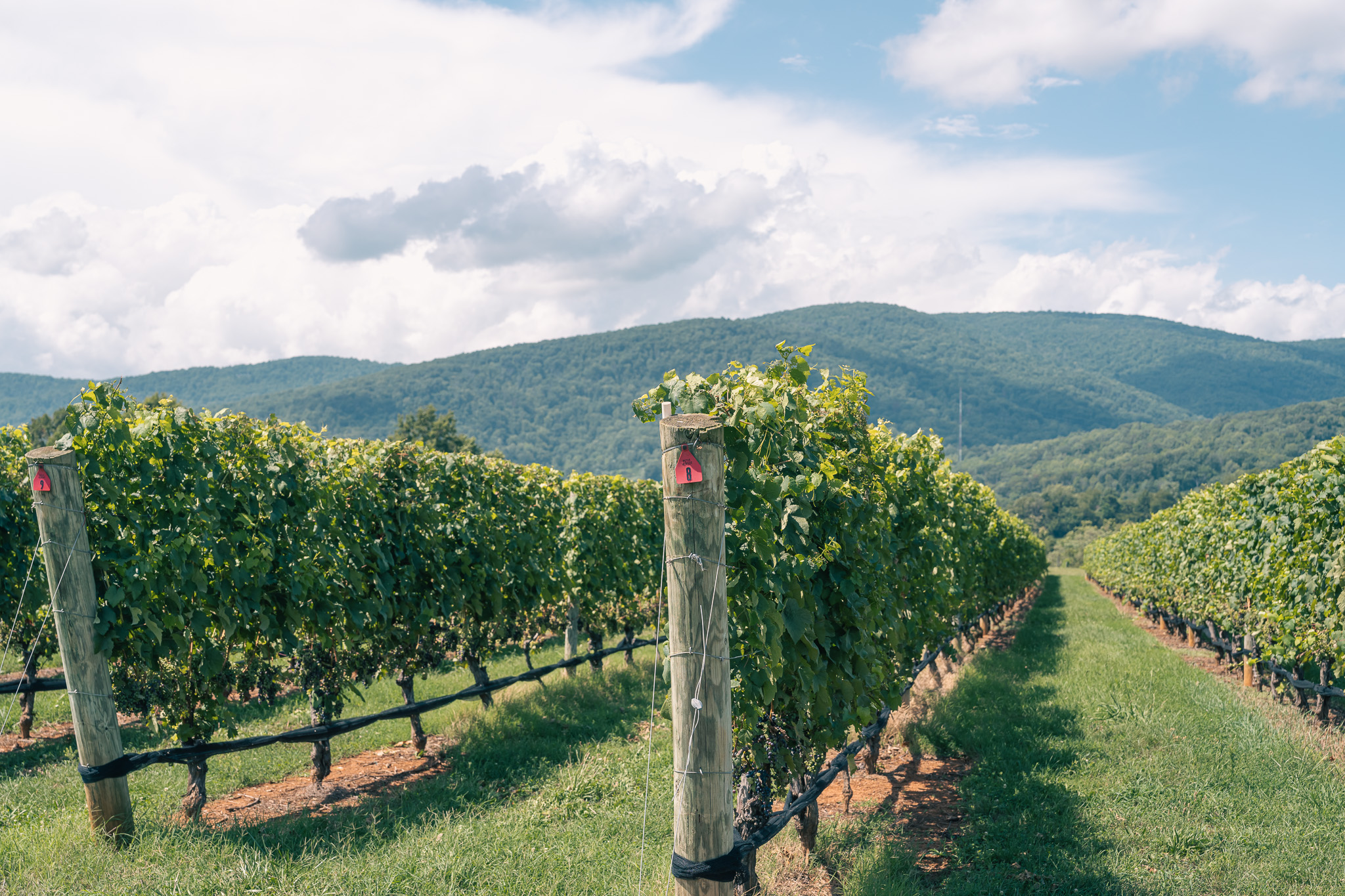 Vineyard rows against mountains