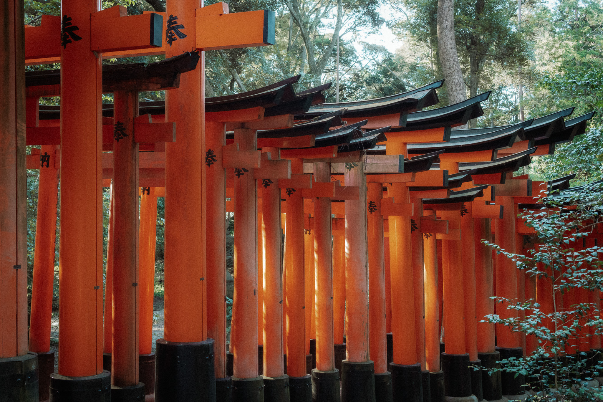 Vermilion shrine gates