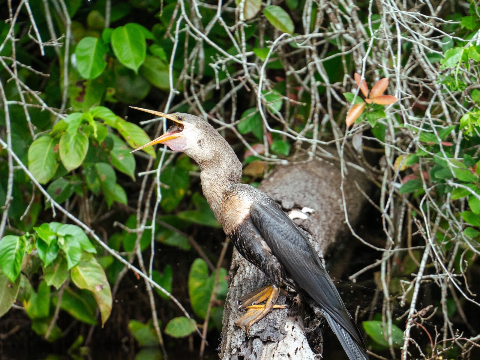 Heron with prey in dense branches