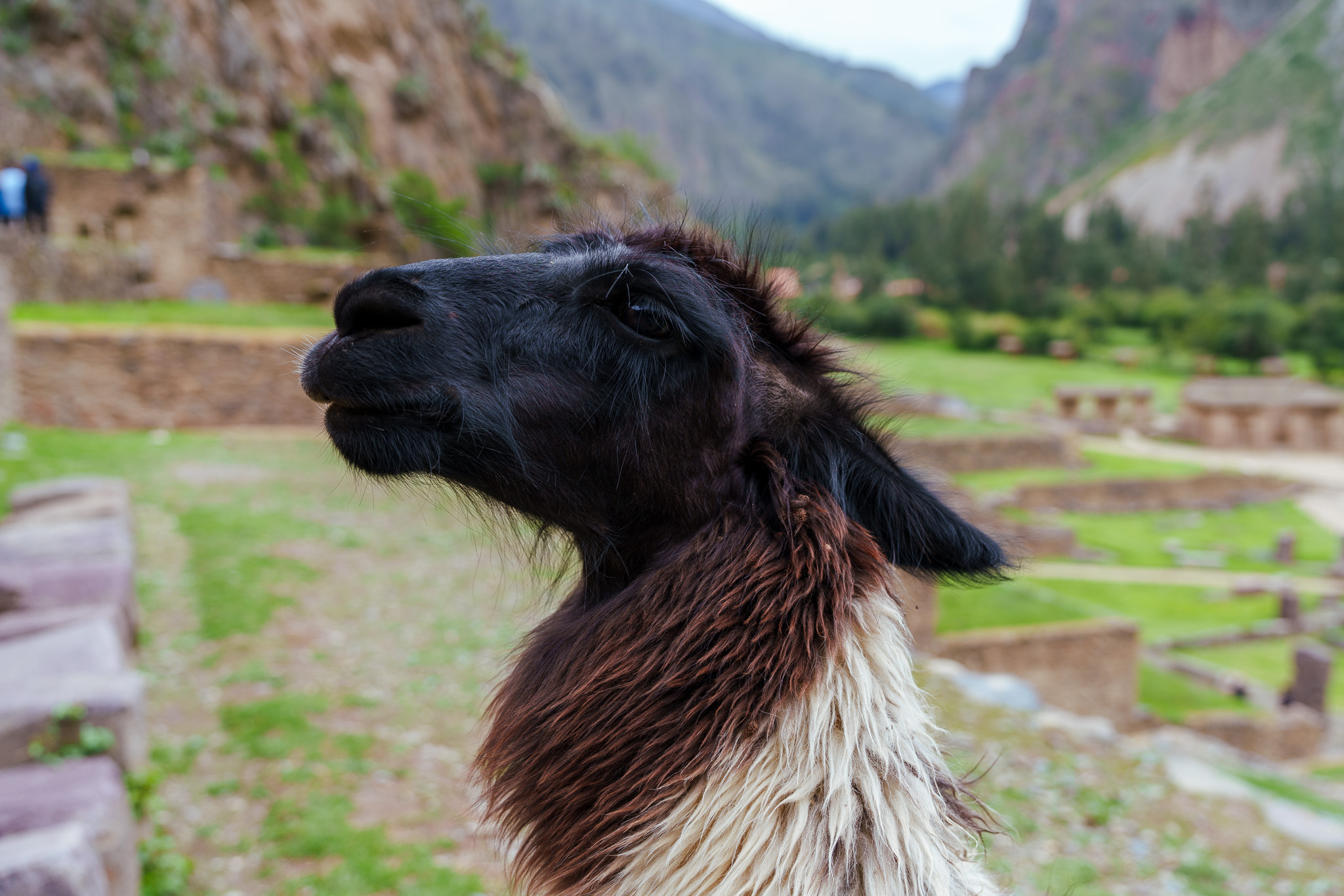 Llama close-up in mountain setting