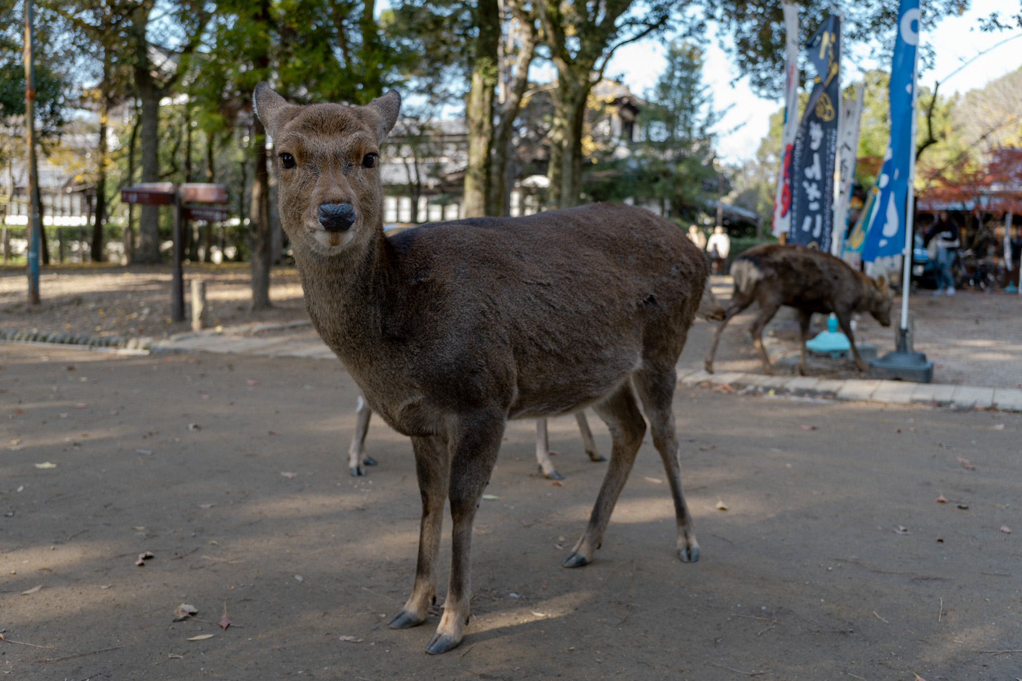 Deer standing near a park path